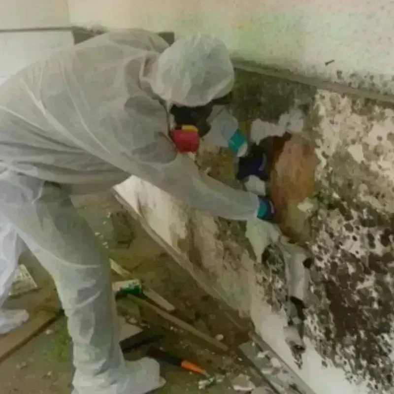 Mold Remediation and Removal in Paramount, CA